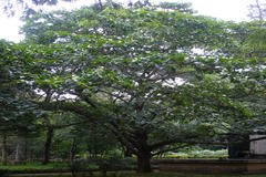 Anthocephalus chinensis